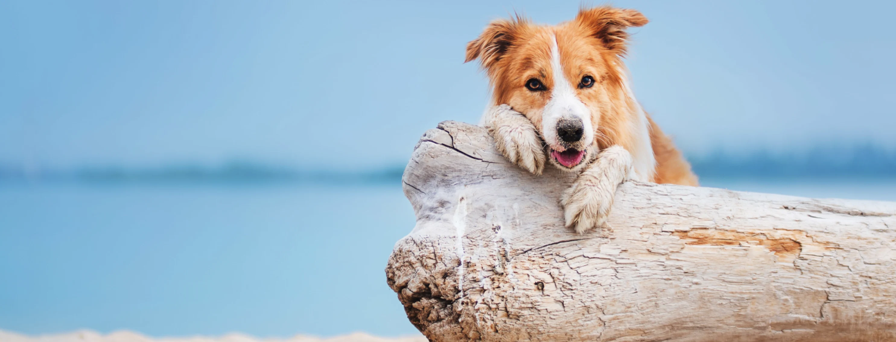 dog sitting against a log